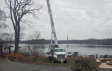 tree removal crane service