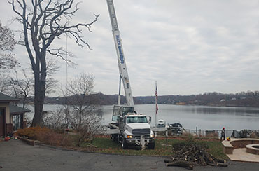 tree removal crane service