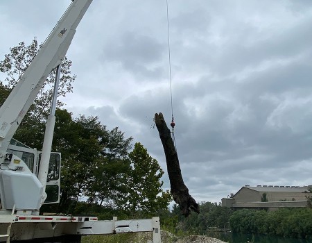 crane rental tree removal-1