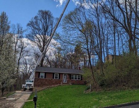 crane rental tree removal